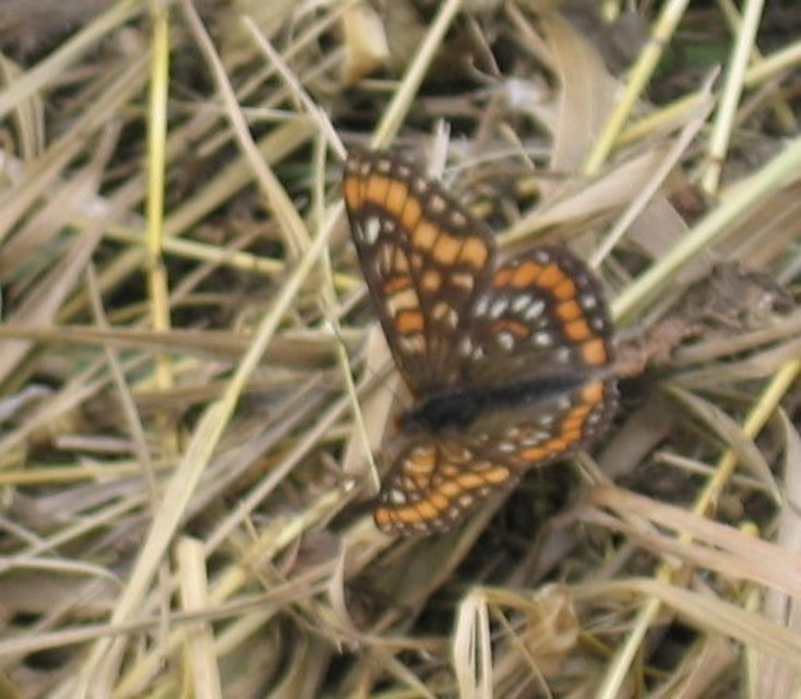 Euphydryas maturna - díszes tarkalepke