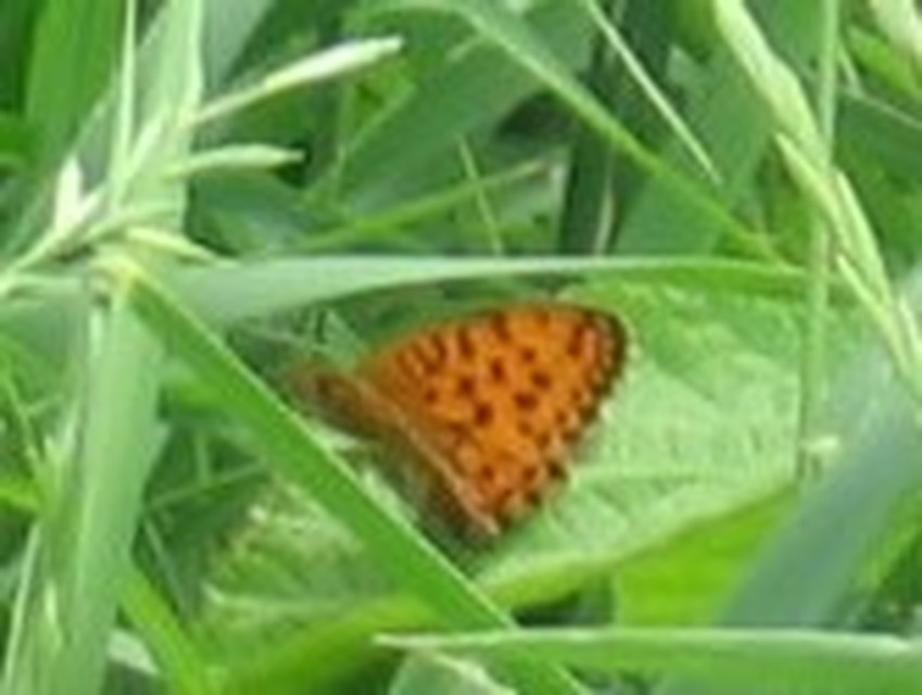 Brenthis daphne - málna-gyöngyházlepke
