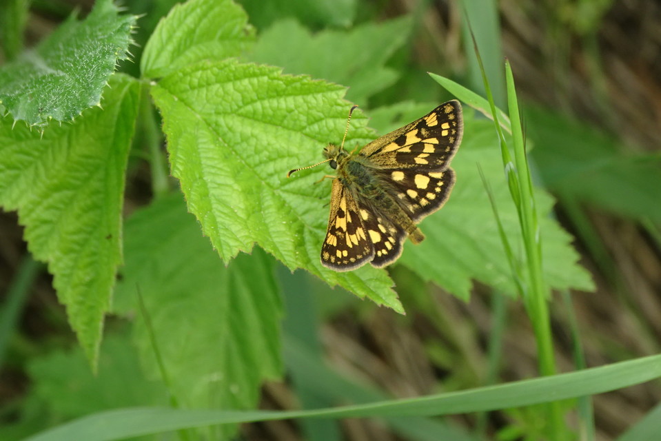 Carterocephalus palaemon - kockás busalepke