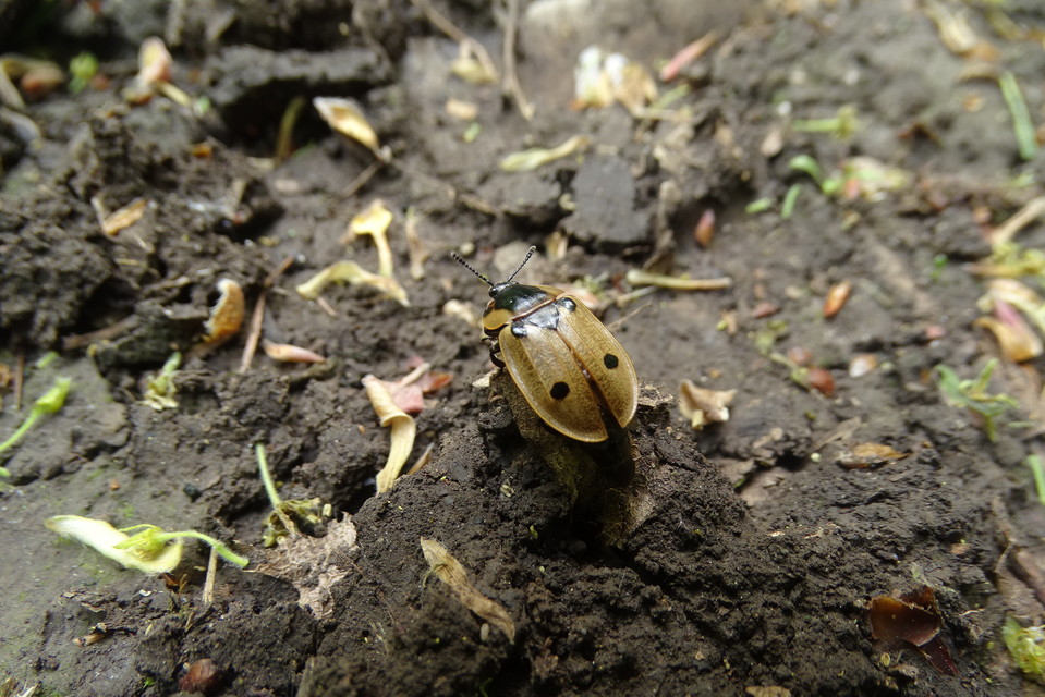 Dendroxena quadrimaculata - négypettyes dögbogár