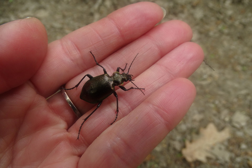 Calosoma inquisitor - kis bábrabló