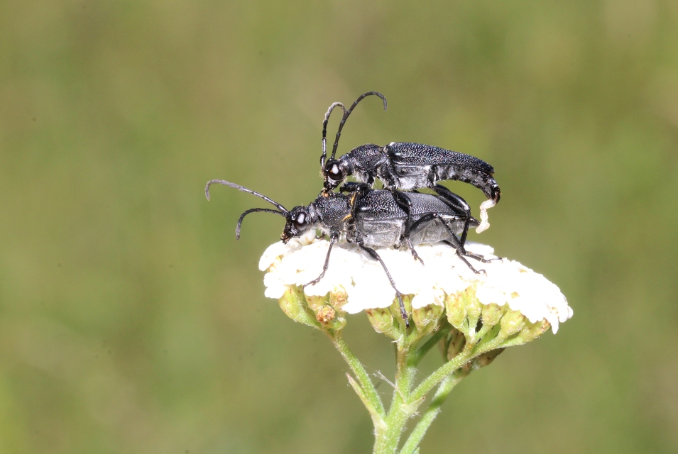 Stictoleptura scutellata - hegyi virágcincér