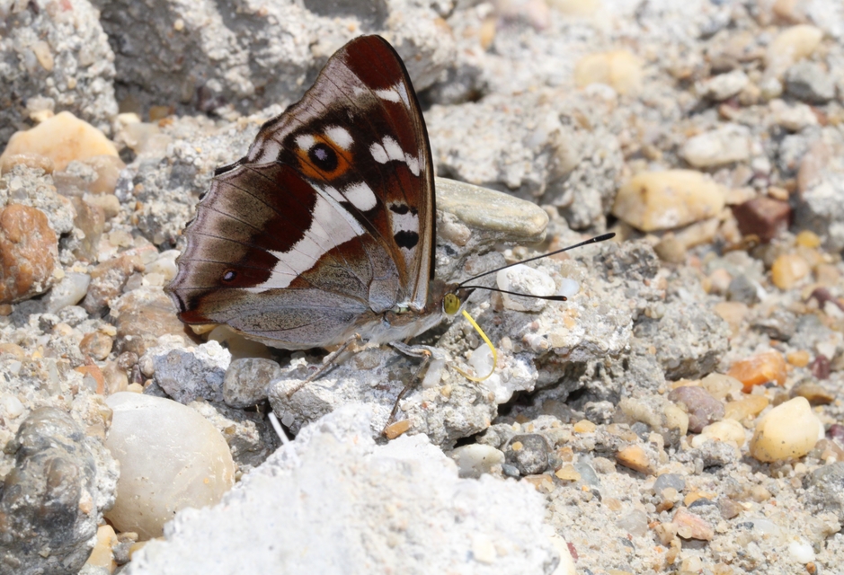 Apatura iris - nagy színjátszólepke