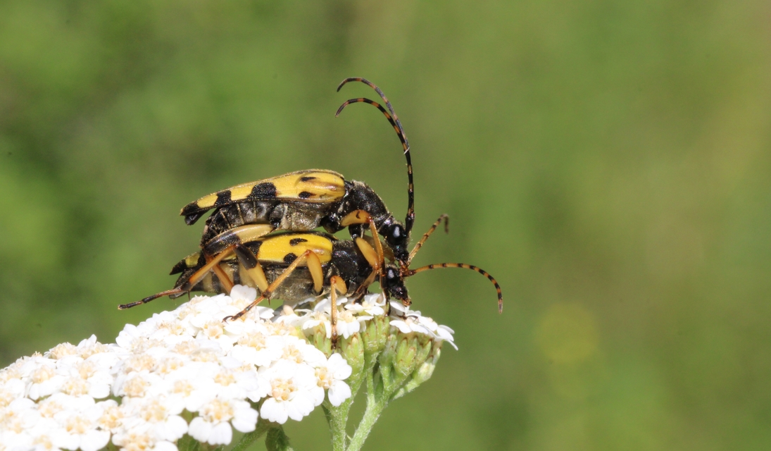 Rutpela maculata - tarkacsápú karcsúcincér