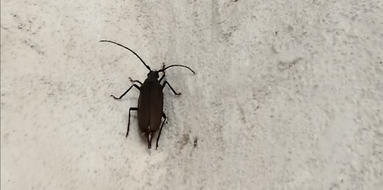 Aegosoma scabricorne - diófacincér