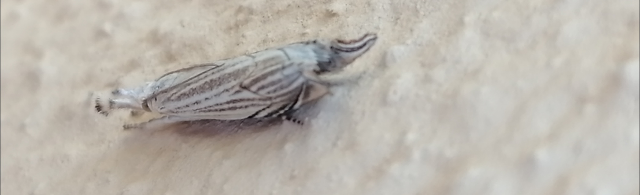 Metacrambus carectellus - homoki fűgyökérmoly
