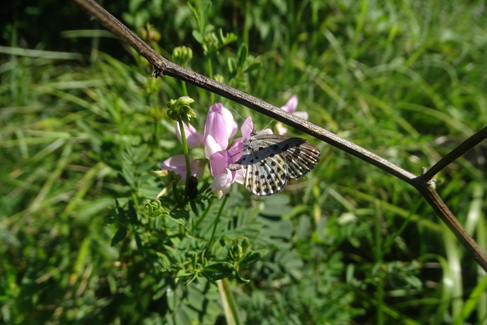 Scolitantides orion - szemes boglárka