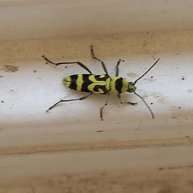 Chlorophorus varius - díszes darázscincér