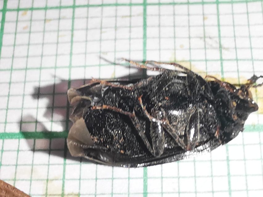 Prionychus melanarius - komor alkonybogár
