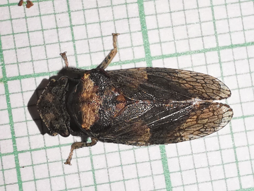 Ledra aurita - füleskabóca