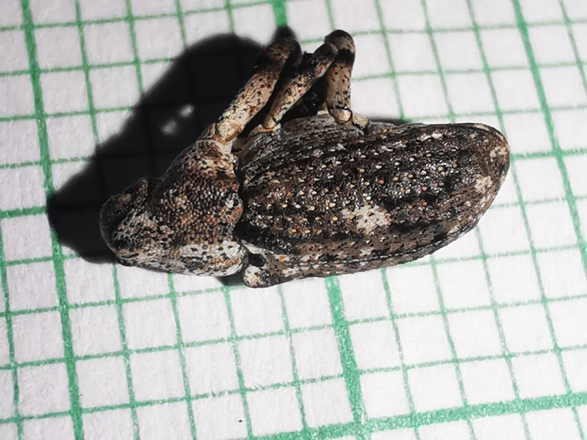 Gasterocercus depressirostris - laposorrú ormányos