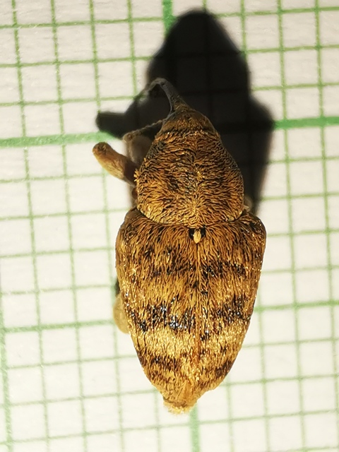 Curculio venosus - tarajos zsuzsóka