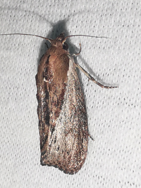 Galleria mellonella - nagy viaszmoly