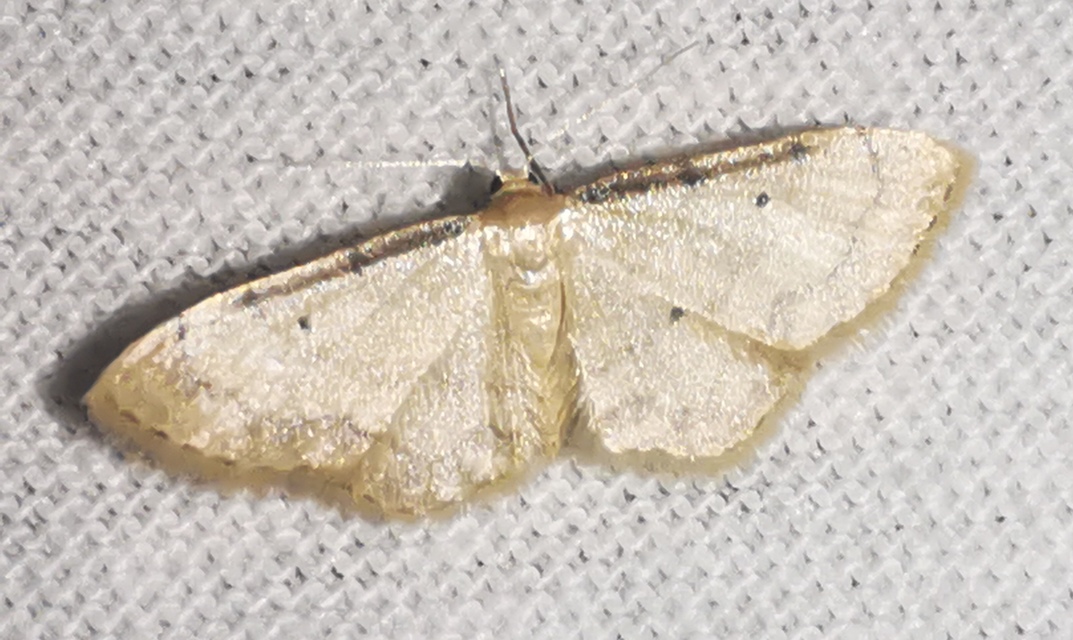 Idaea politaria - vonalas apróaraszoló