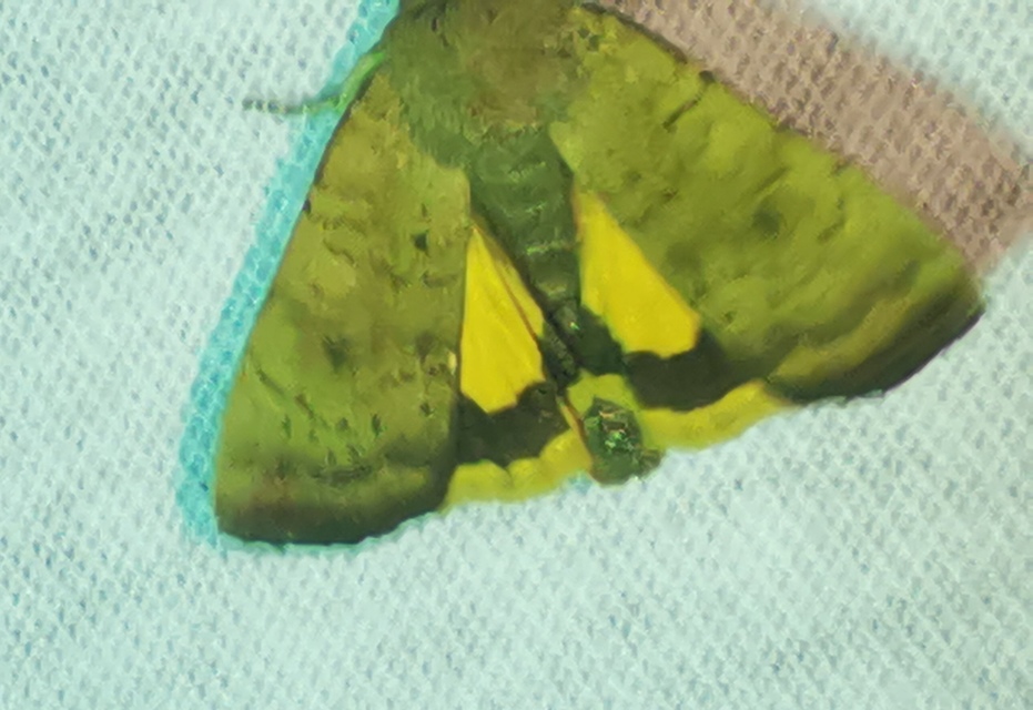 Noctua interjecta - zömök sárgafűbagoly