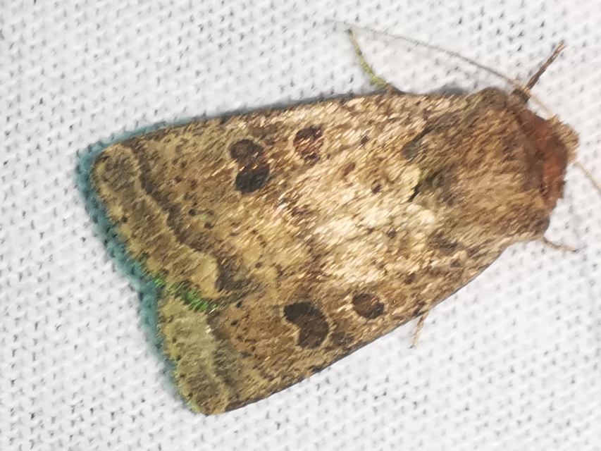 Hoplodrina octogenaria - barna selymesbagoly
