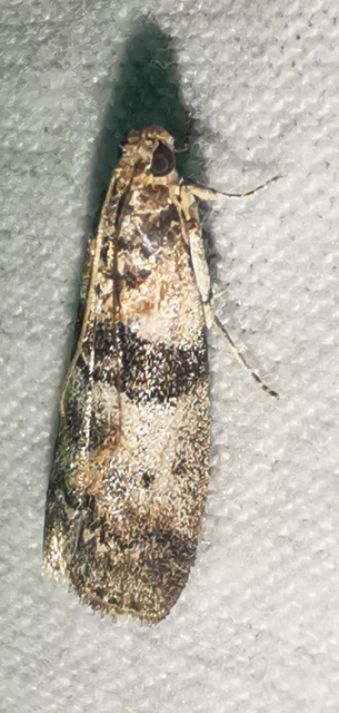 Sciota