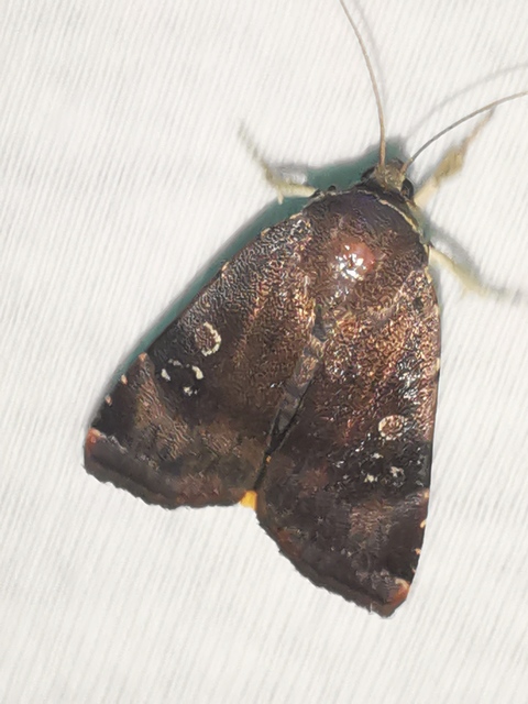 Noctua janthe/janthina