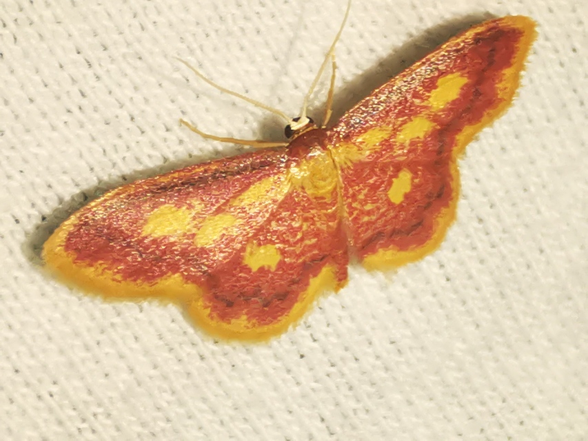 Idaea muricata - mocsári pirosaraszoló