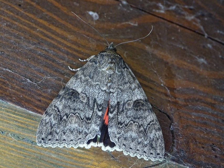 Catocala nupta - piros övesbagoly