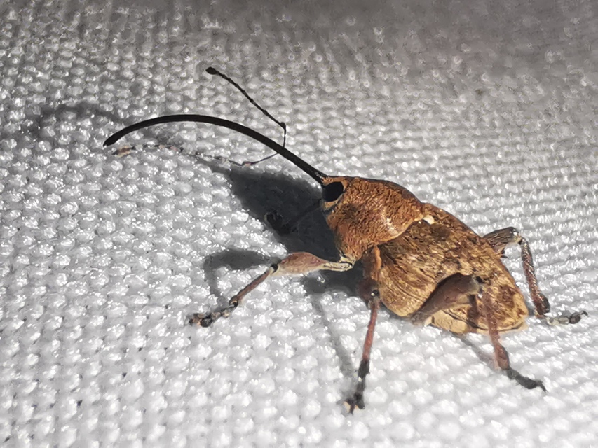 Curculio glandium - tölgymakkzsuzsóka