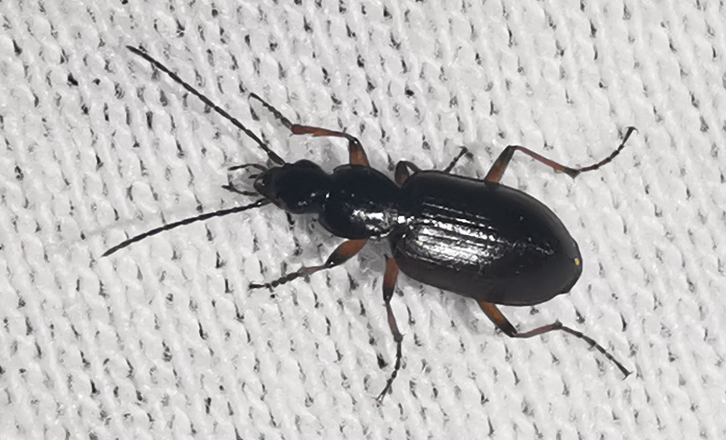 Agonum thoreyi - hosszúnyakú kisfutó Agonum thoreyi - hosszúnyakú kisfutó