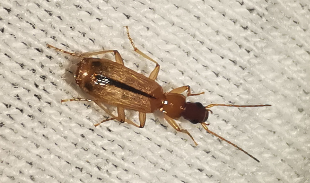 Paradromius longiceps - hosszúfejű kéregfutó