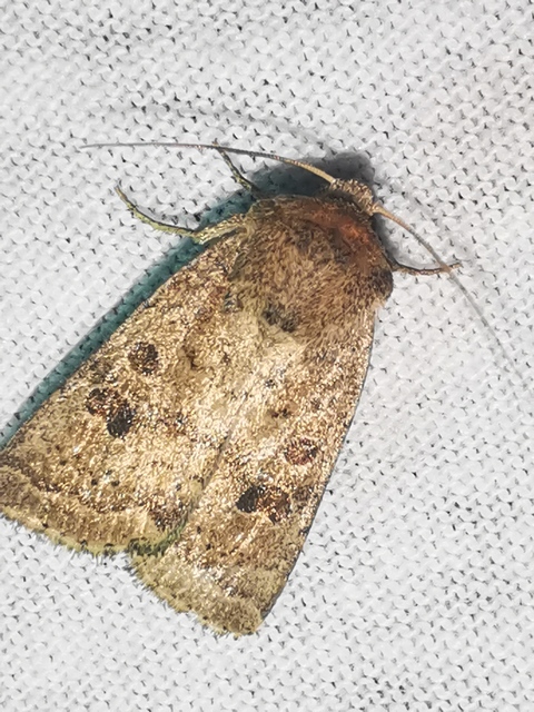 Hoplodrina octogenaria - barna selymesbagoly