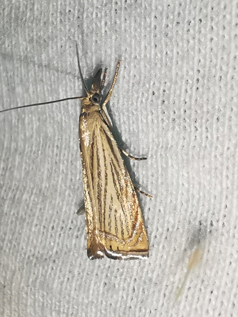 Chrysoteuchia culmella - kerti fűgyökérmoly