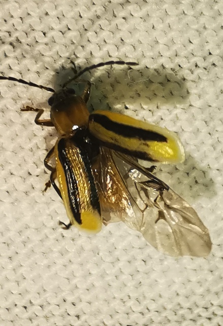 Diabrotica virgifera - amerikai kukoricabogár