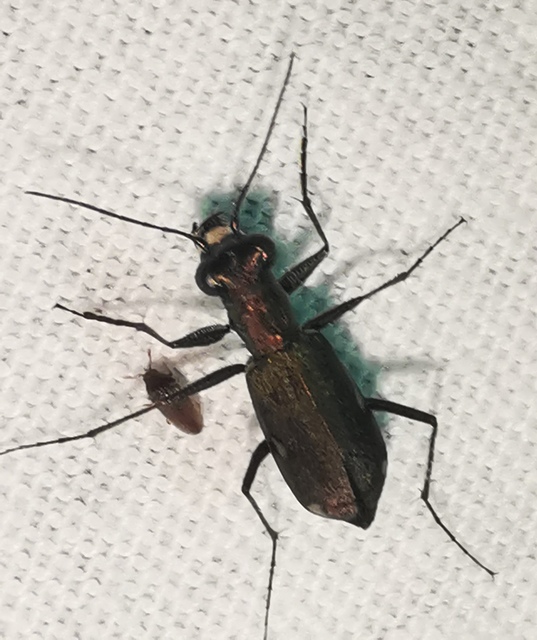 Cylindera germanica - parlagi homokfutrinka
