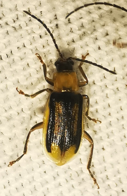 Diabrotica virgifera - amerikai kukoricabogár