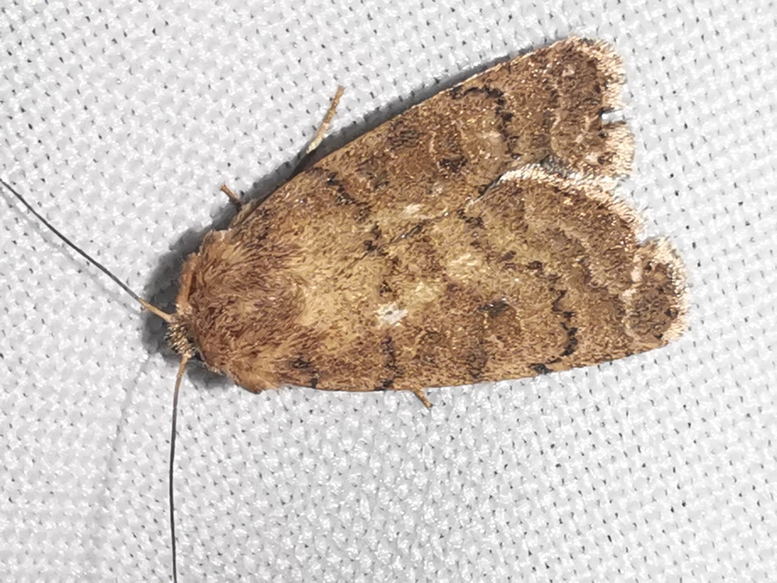 Hoplodrina octogenaria - barna selymesbagoly