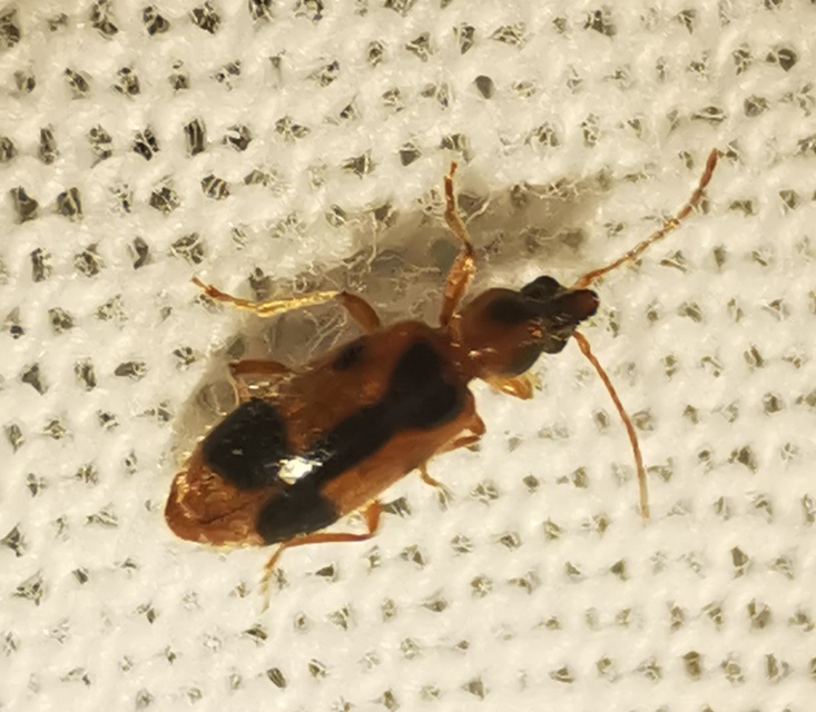 Notoxus monoceros - sárgahasú nyakszarvúbogár