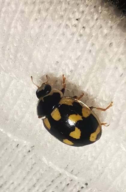 Propylea quatuordecimpunctata - tizennégypettyes füsskata