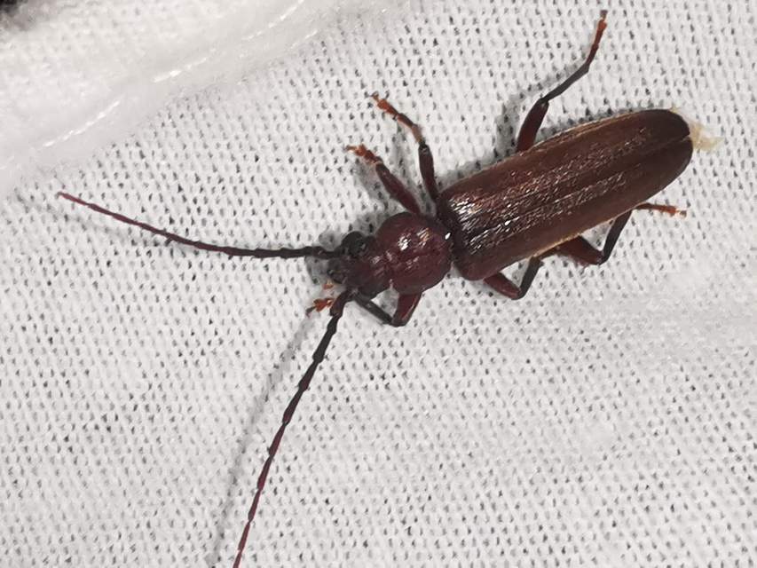 Arhopalus rusticus - gödrösnyakú cincér