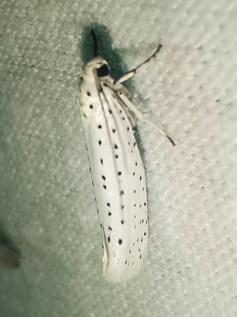 Yponomeuta evonymella - pókhálós májusfamoly