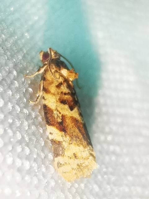 Argyrotaenia ljungiana - ékes sodrómoly