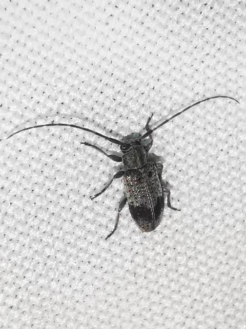 Exocentrus punctipennis - szilfa-rőzsecincér
