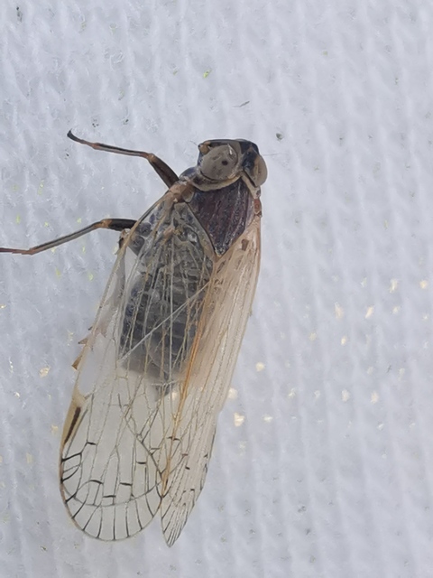 Cixiidae - recéskabócák