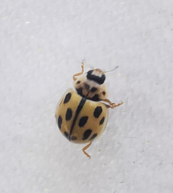 Propylea quatuordecimpunctata - tizennégypettyes füsskata