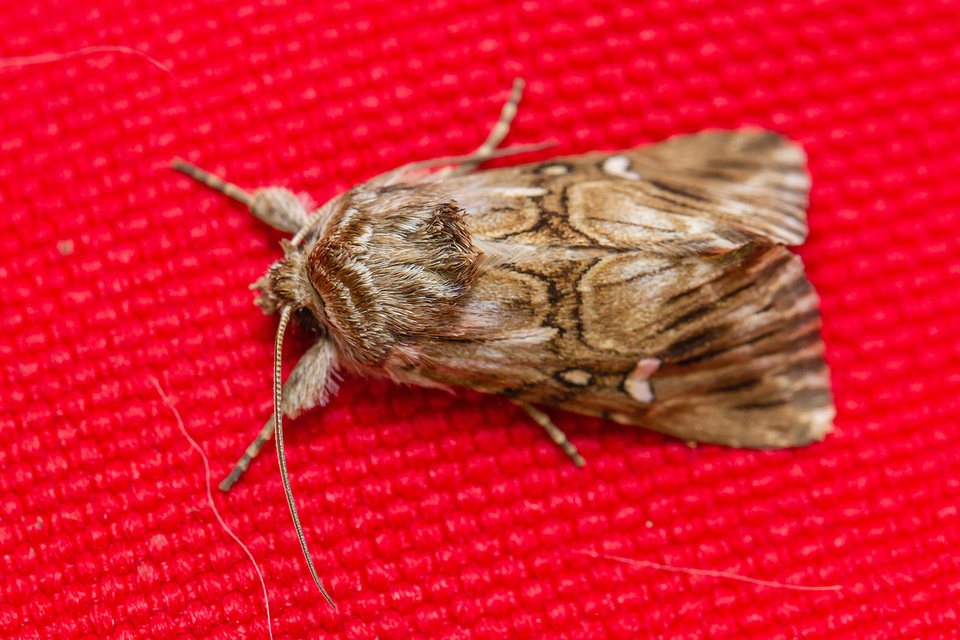 Calophasia lunula - gyújtoványfű-apróbagoly