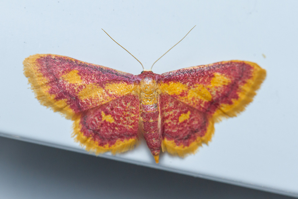 Idaea muricata - mocsári pirosaraszoló