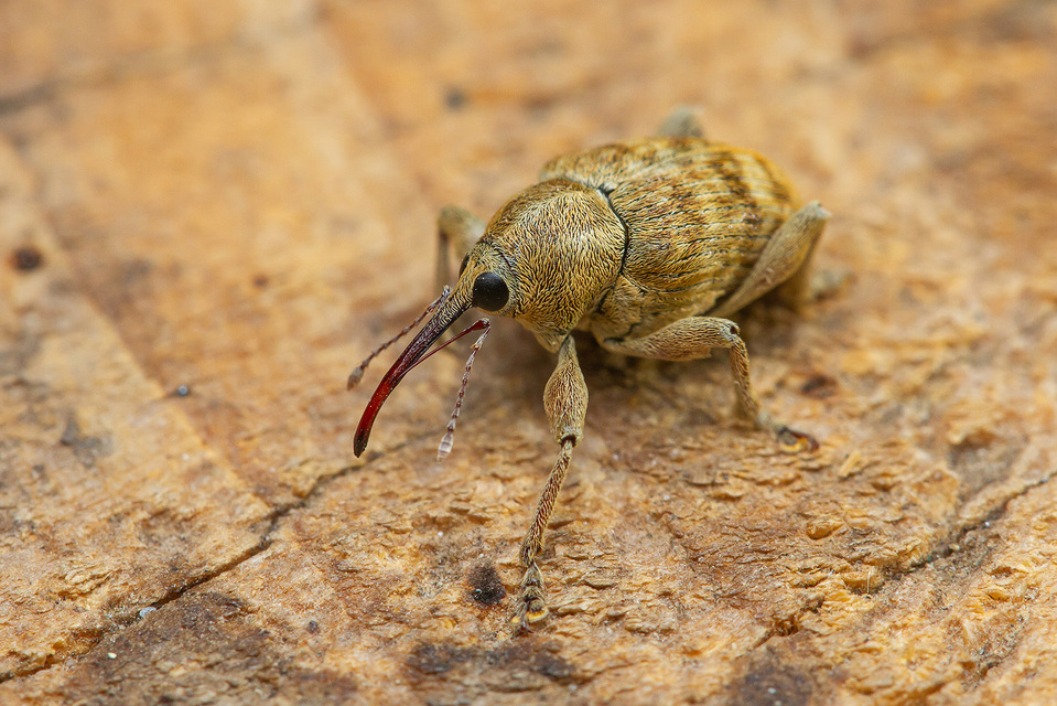 Curculio venosus - tarajos zsuzsóka