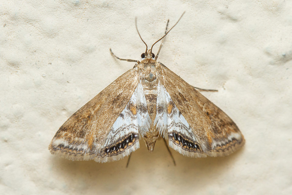 Cataclysta lemnata - békalencsemoly