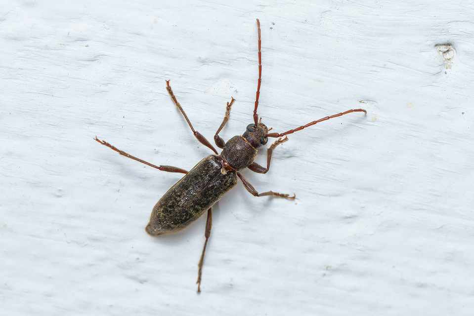 Trichoferus campestris - szállóvendég éjicincér