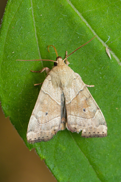 Cosmia trapezina - közönséges lombbagoly