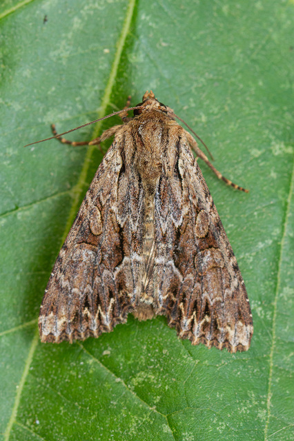 Apamea monoglypha - nagy dudvabagoly
