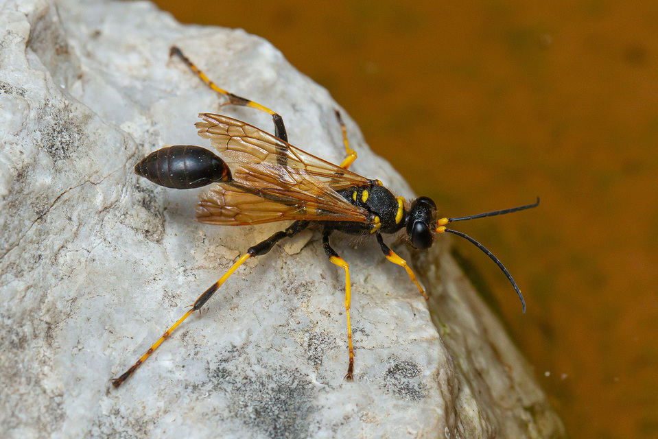Sceliphron caementarium - feketenyelű lopódarázs