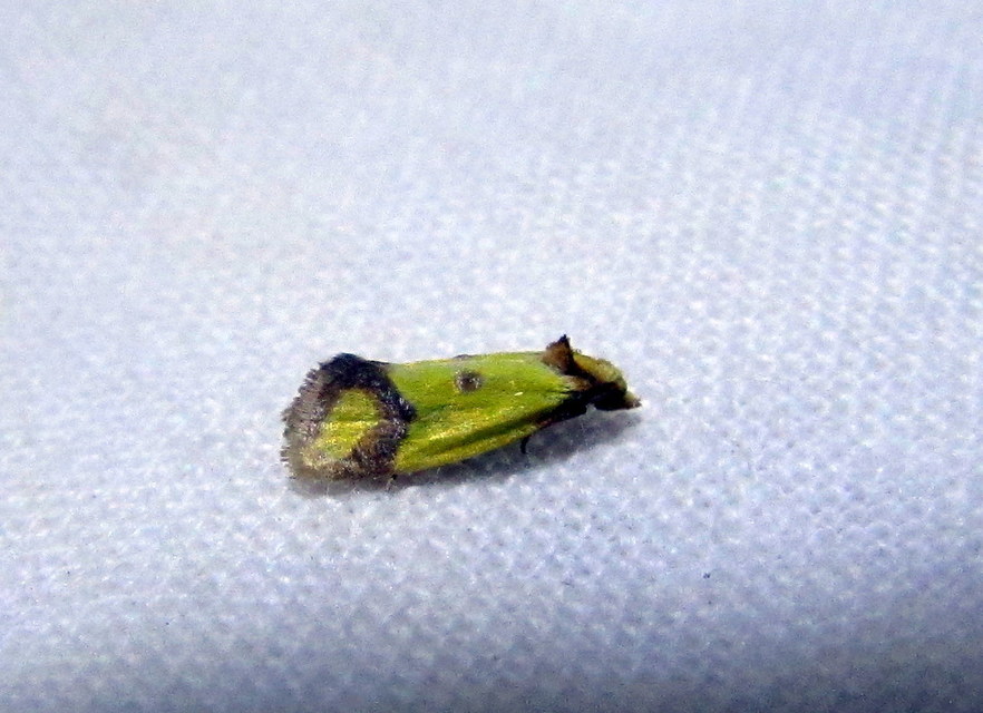 Agapeta zoegana - barnacsíkos sárgamoly